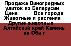Продажа Виноградных улиток из Беларусии › Цена ­ 250 - Все города Животные и растения » Другие животные   . Алтайский край,Камень-на-Оби г.